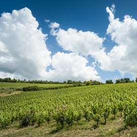 Visite d'un domaine viticole bio dans le Chianti Classico