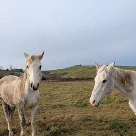 Passeggiata a cavallo in Val d'Orcia vicino a Pienza