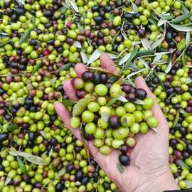 Greve en Chianti: juego del aceite - Cata de AOVE Pruneti