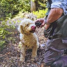 Trequanda: Tuscan Truffle Hunting Experience with Lunch