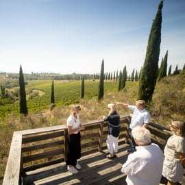 Visite de cave à Montalcino : vignes biodynamiques et 6 vins