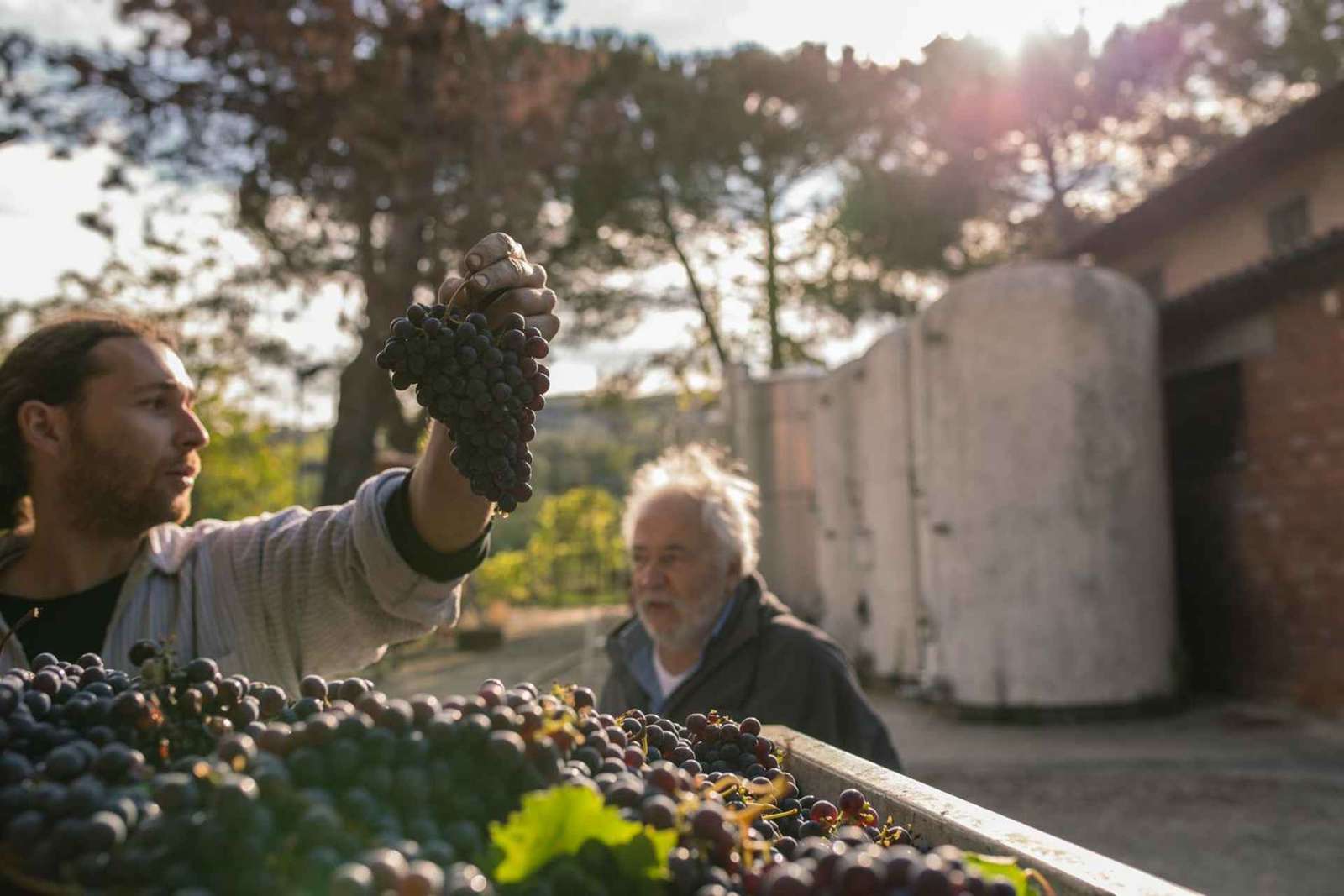 San Gimignano: Signano Winery Tour and Wine Tasting