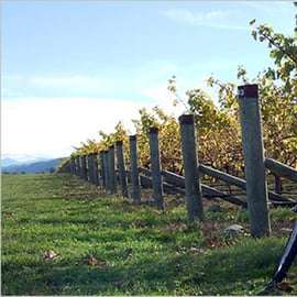 Da Siena: tour in bici elettrica nella campagna del Chianti con pranzo e vino