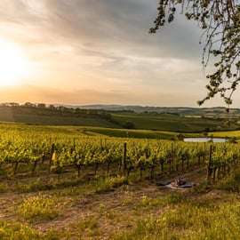Brunello Wine Tasting with tipical Tuscan Lunch