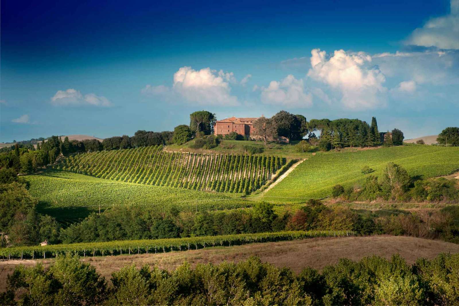 Montalcino: Cata de vinos Brunello