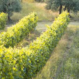 San Gimignano: Degustação de vinho e comida em uma vinícola familiar