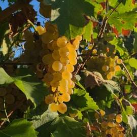 Siena: Podere Arizzi Weingut-Tour und Verkostung
