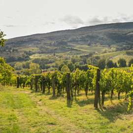 San Gimignano: Signano Winery Tour and Wine Tasting