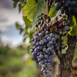 Monteriggioni : visite des vignobles en voiturette de golf avec vin et déjeuner