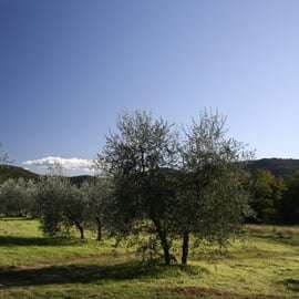 De Siena: Tour de vinhos Chianti com almoço