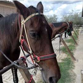 San Gimignano: Horse Riding in the Tuscan Hills