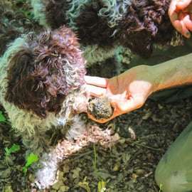 San Gimignano : chasse aux truffes avec déjeuner et dégustation de vin