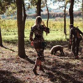 San Gimignano : chasse aux truffes avec déjeuner et dégustation de vin