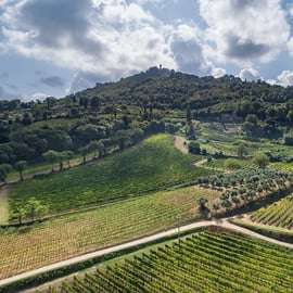 Montalcino: Premium Wine Tasting with light-lunch and Tour