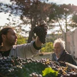 San Gimignano: Signano Winery Tour and Wine Tasting