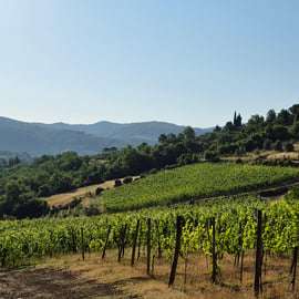 Bauernhof-Verkostung in Montefioralle mit Wein und Öl