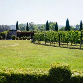 San Gimignano: Toscaanse wijngaardlunch met wijnproeverij