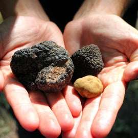 San Gimignano : chasse aux truffes avec déjeuner et dégustation de vin