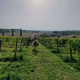 Balade à cheval dans la campagne siennoise, vignes et cyprès