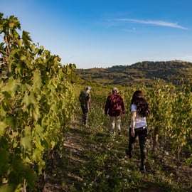 Degustação de vinhos em Radda in Chianti com visita à adega