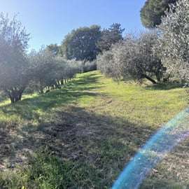 San Gimignano: Visita a la Bodega con Picnic en el Olivar