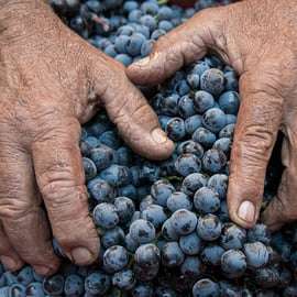 Brunello Wine Tasting and Lunch in a Montalcino Castle