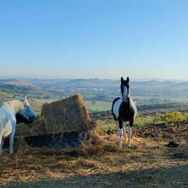 Jízda na koni v Buonconventu: Crete Senesi
