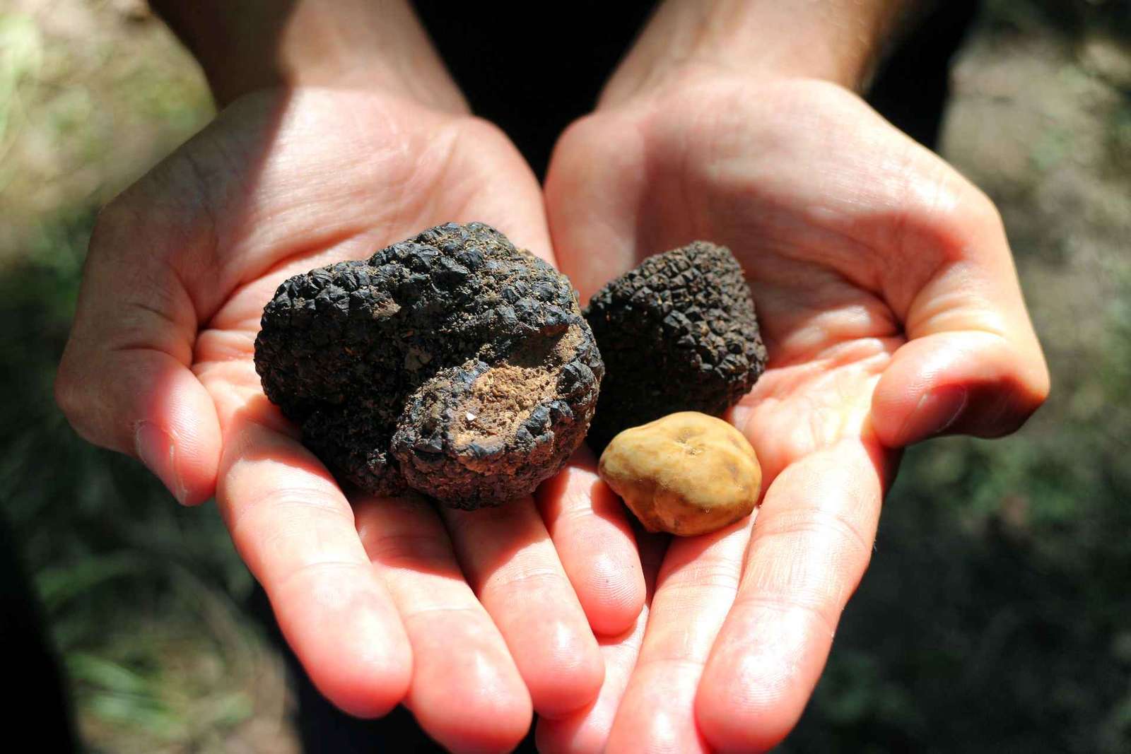 San Gimignano : chasse aux truffes avec déjeuner et dégustation de vin