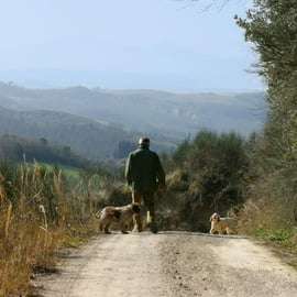 Trequanda: Tuscan Truffle Hunting Experience with Lunch