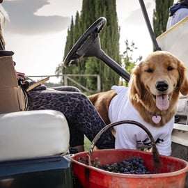 Monteriggioni : visite des vignobles en voiturette de golf avec vin et déjeuner