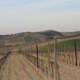 Degustace vína Brunello di Montalcino s prohlídkou vinice