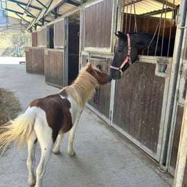 San Gimignano: Horse Riding in the Tuscan Hills