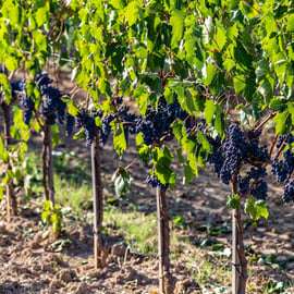 Montalcino: Wine and Olive Oil Tasting, Cellar Tour