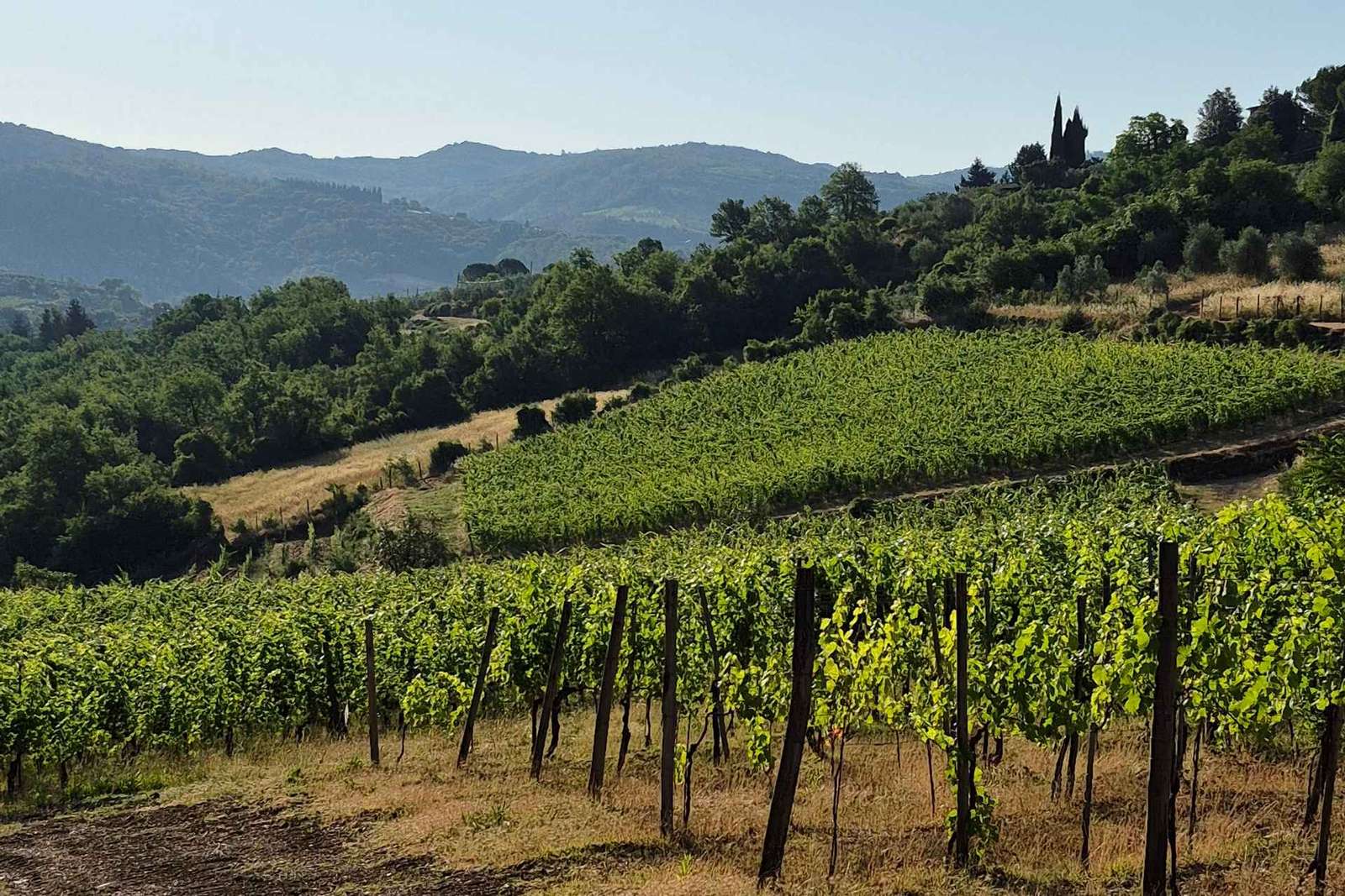 Bauernhof-Verkostung in Montefioralle mit Wein und Öl