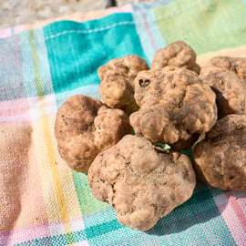 Trequanda: Tuscan Truffle Hunting Experience with Lunch