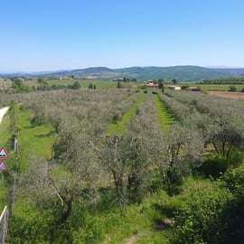 San Gimignano: Aula de massa caseira com vinho e tiramisù