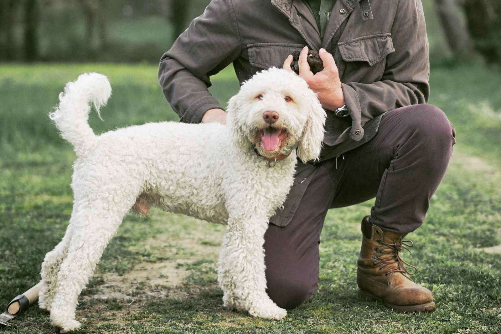 Chasse aux truffes près de Sienne : réserve privée et chiens