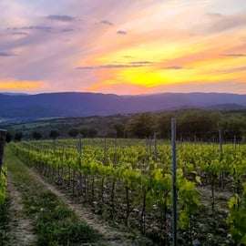 Siena: Podere Arizzi Weingut-Tour und Verkostung