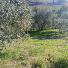 San Gimignano: Visita a la Bodega con Picnic en el Olivar