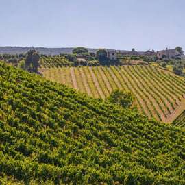 Picknick i vingård med utsikt mot San Gimignano