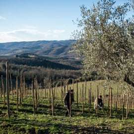 Visita e degustação de vinhos em Greve in Chianti