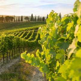 Brunello Wine Tasting and Lunch in a Montalcino Castle