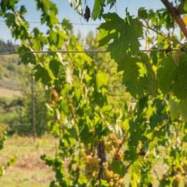 San Gimignano: Signano Winery Tour and Wine Tasting
