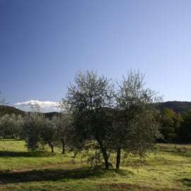 Siena: Caminata guiada de medio día a Monteriggioni