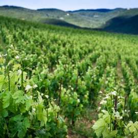 Visite d'un domaine viticole bio dans le Chianti Classico