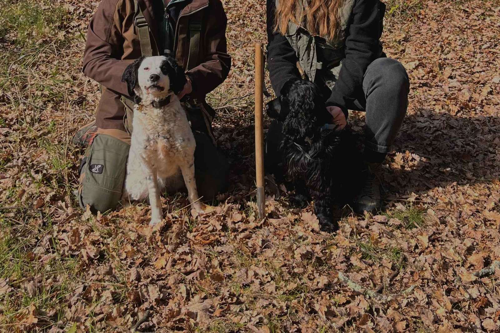Chasse à la truffe en Toscane avec un chien dressé
