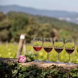 Vinařství Casale del Bosco v Montalcinu: Brunello