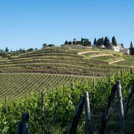 Visita e degustação de vinhos em Greve in Chianti