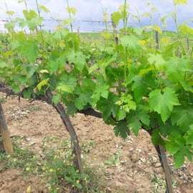 Degustace vína Brunello di Montalcino s prohlídkou vinice