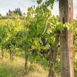 San Gimignano: Signano Winery Tour and Wine Tasting